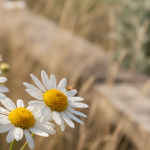 Featured image placeholder 16:9