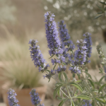 Featured image placeholder 16:9